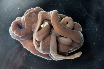 Media type: image;   Invertebrate Zoology 60886